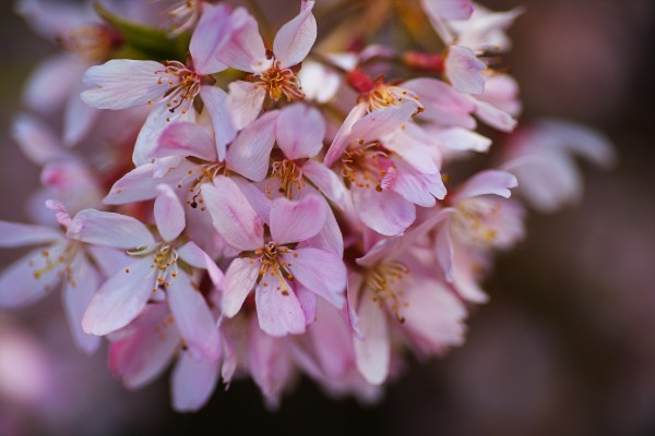 Delicate Small Pink Blossom by Joy Watson